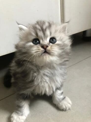 şotlan pişik: Şotland yastı qulaq, Erkək, Dişi, Yaxşı əllərə, Ünvandan götürmə, Pulsuz çatdırılma, Ödənişli çatdırılma — 42