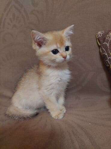 купить шотландского котенка: Золотая шиншилла, Самка, В добрые руки, Самовывоз — 10