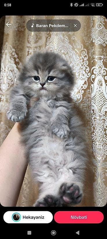 pişiy balası: Şotland uzun tüklü — 4