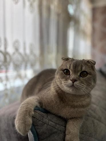 it pişik: Şotland — 1