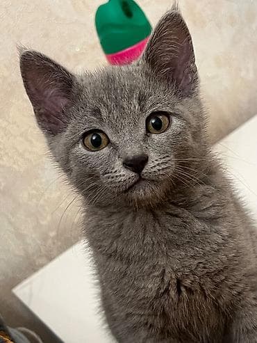 şotlant pişik: Şotland, Erkək, Yaxşı əllərə, Ünvandan götürmə, Ödənişli çatdırılma — 3