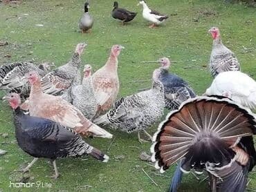 Erkək, Damazlıq lalafo.az -da Erkək, Damazlıq