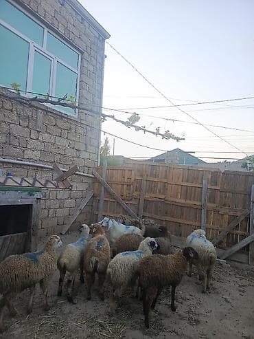 erkək quzu: Erkəy quzu satilir — 4