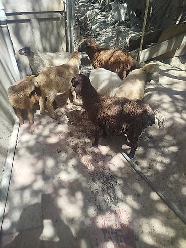 Qoyun və quzu sürüsü - Növ: Yerli ətlik/yunlu qoyunlar və quzular -