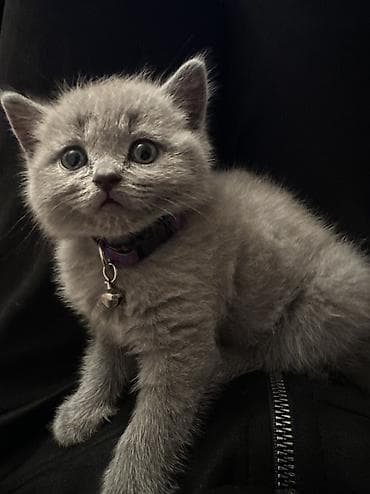 pişik sumkası: Britan, Pulsuz çatdırılma — 1