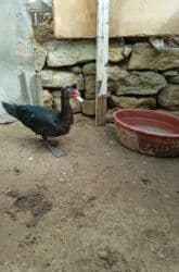 İtlər: Erkək lal ördəklər — 5