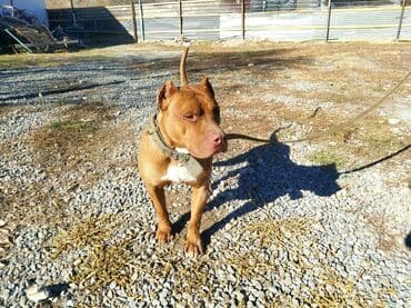 itlər pitbul: Pitbul — 4