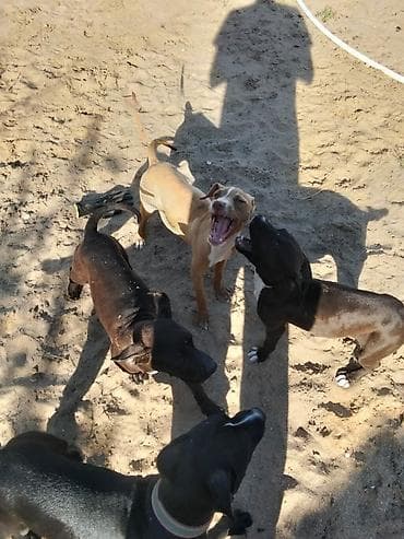 ağ afcarka: Pitbul, 4 ay, Ünvandan götürmə — 4