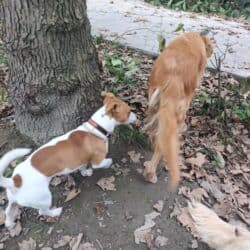 джек рассел терьер бишкек: Cek rassel teryer, 1 ay, Erkek, Ödənişli çatdırılma — 7