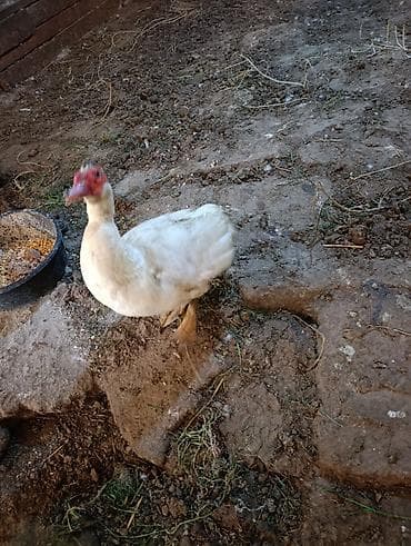 pekin ördeyi: Super qızğın ördey di öz ördeyimin balasidi 10aylidi mayalidi hal — 2