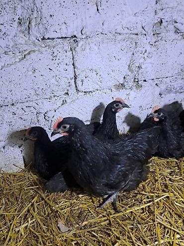tap.az danalar: Avstralorp xoruzları satılır. 60 günlük, aktiv və sağlam quşlardır — 5
