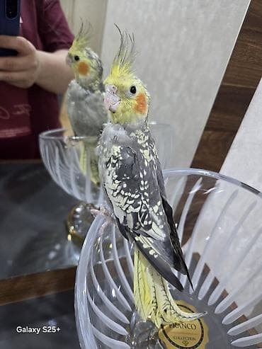 susar qusu: Qefesle bir yerde satilir. Unvan Yasamal. Insaatcilar m st — 5