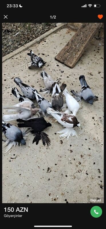 bakida cins ineklerin satisi: 12 DƏNƏ QUŞDU 1 DƏNƏSİ 10 MANATDAN KOM SATILƏR TƏK TƏK ALANDA QİYMƏT — 8
