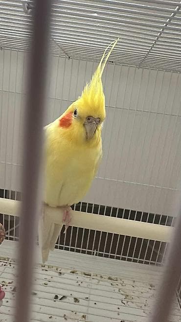 hind quşu baximi: Salam hazir cut karela erkey sari olandi danisir isdeyene vidyosun ata — 3