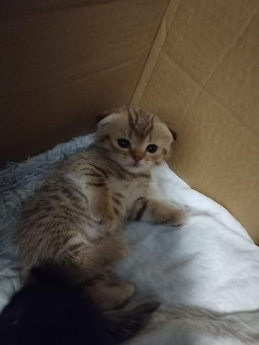 scotish fold: Şotland — 1