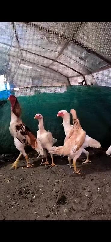 kənd toyuqları: Toyuq cücələri, Damazlıq — 7