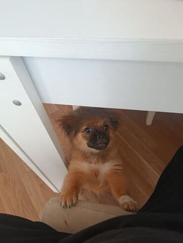 пекинес цена в баку: Pekines, 3 ay, Erkek, Ünvandan götürmə — 2