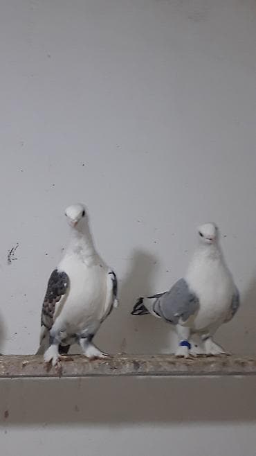 cex quşlar: Turk cinsleri hunkariler .3 cut bala veren yumurtaq quwlardi hal — 3