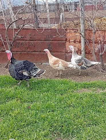 Dovşanlar: Erkək, Ətlik — 3