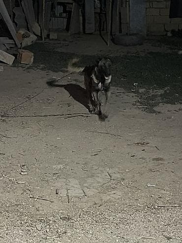 balaca ag itler: Kanqal, 5 ay, Dişi — 3
