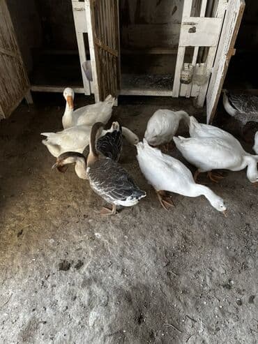 eşşək şəkili: Qaz sürüsü satılır - Növ: ev qazı (ağ və boz rəngli fərdlər) - Say — 4