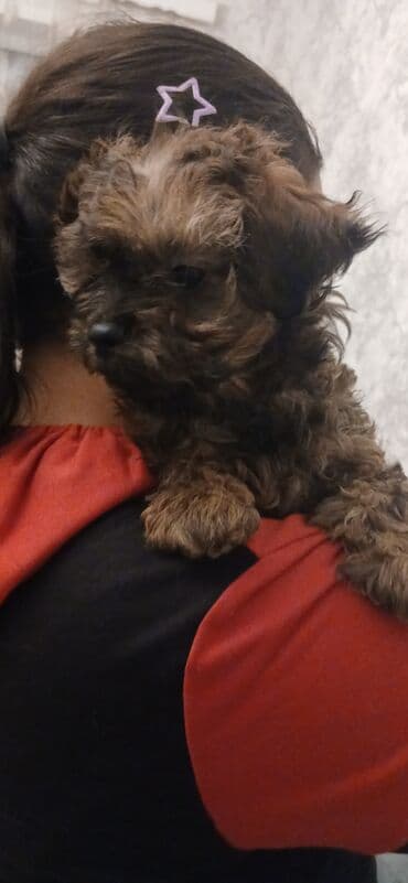 Alfa Romeo: Şirin balaca it balaları pudele - Cins: kiçik ölçülü dekorativ tip — 5