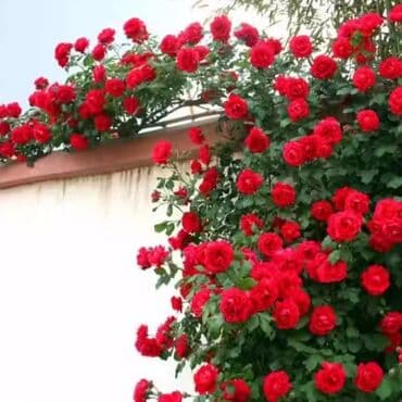 sogan gulu: Grand sarmaşığ.qızıl guller.Sifarişləri Bakıya çatdırmaq mumkundu – — 1