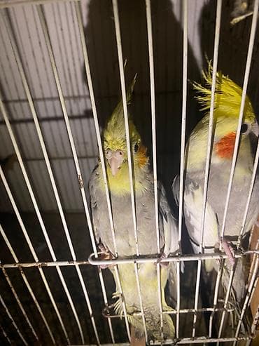 Попугаи: Nimfa (Cockatiel) cütü – boz-sarı rəng çalarını daşıyan, yanaqlarında — 4