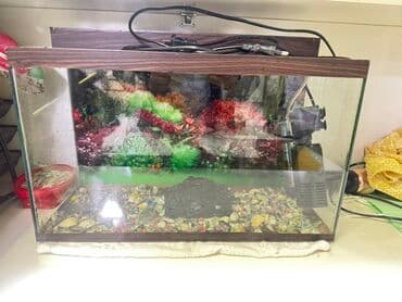 Akvaryum dəsti - Şüşə akvaryum, taxta teksturalı üst və alt çərçivə