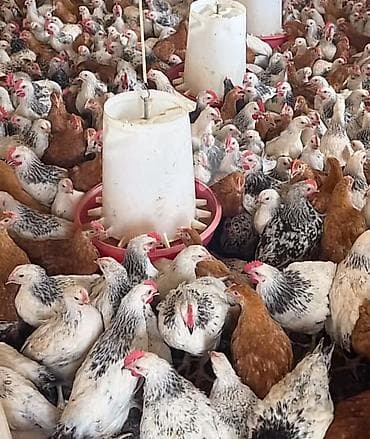 Digər heyvanlar: Salam Temiz Lider 55 Serebirst Tam saglam heyvanladir tam vaksinleri — 1