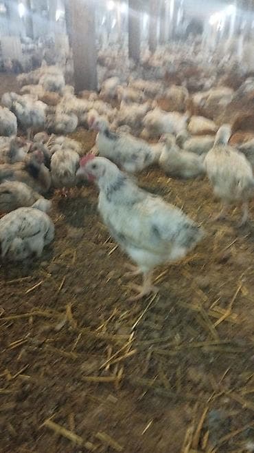 Toyuq cücələri, Ətlik