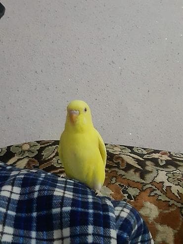 Qırmızı göz quş