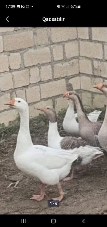 Qoyunlar, qoçlar: Erkək, | Linda, Ətlik — 1