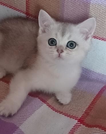 golden pişik: Britan — 7