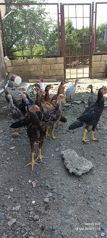 Təmiz qan 2 aylıq tam sağlam daş pipik,badam pipik heyratılar.Unvan — 1