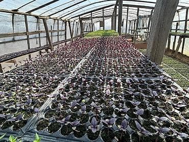 Çöl bitkiləri: Məhsul: Fidan və tinglər (istixana yetişdirilməsi) Təsvir: - Peşəkar — 8