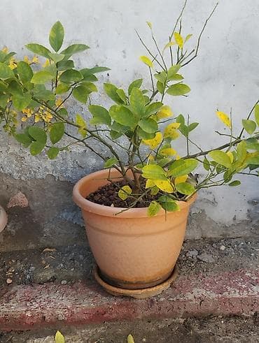 Sitrus ağacı saksıda. - Bitki: Sitrus (limon/portağal tipli) ağacı -