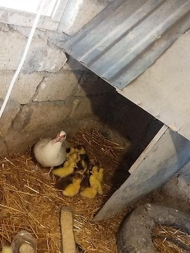 haski it adlari: 17 bala 5 m biri — 1