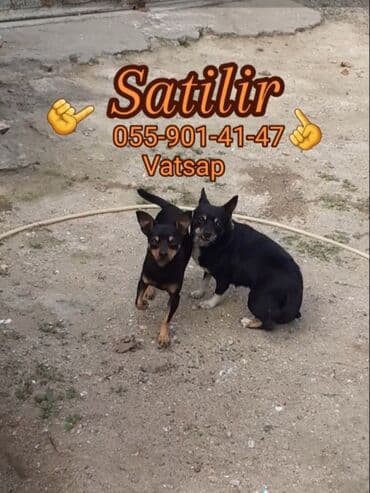 Miniatür pinçer, 2 il, Peyvəndli, Ünvandan götürmə