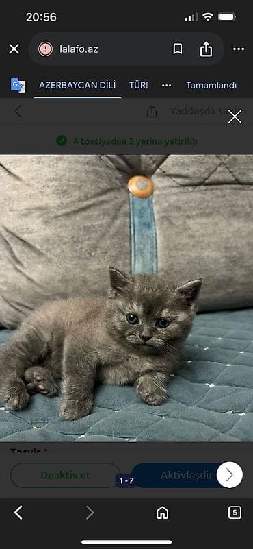 naxcivan heyvan elanlari: Britan, Dişi — 1