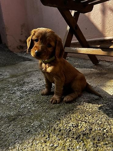 ən gozəl it adları: Koker spaniyel — 4