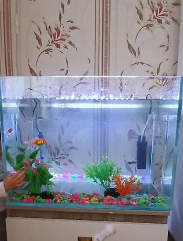 Dördbucaq akvarium, Balıqlarla birlikdə, 100 l, Ödənişli çatdırılma, Ünvandan götürmə