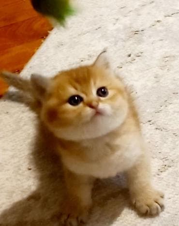 Britan, Erkək, Yaxşı əllərə, Ünvandan götürmə