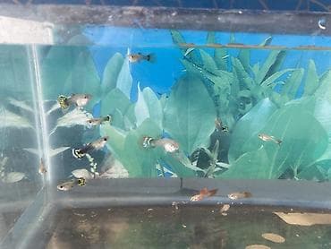 akva: Dördbucaq akvarium, Balıqlarla birlikdə, 6 l, Ünvandan götürmə — 3