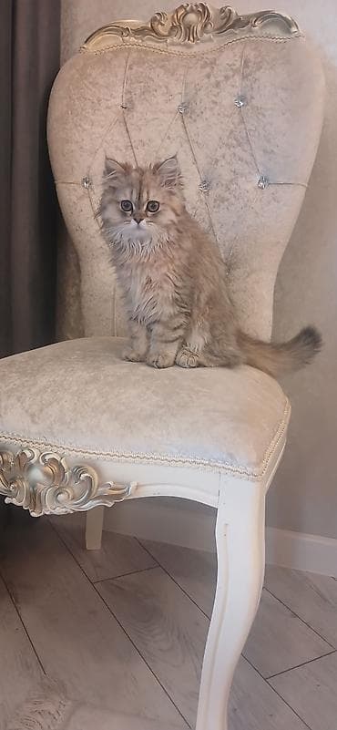 dekorativ quslar: Britan, Dişi, Ünvandan götürmə — 4