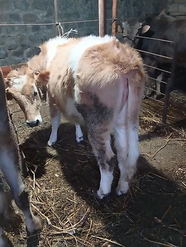 balaca ağ itlər: Dana, buzov, Dişi, ay: 6, Ətlik — 4