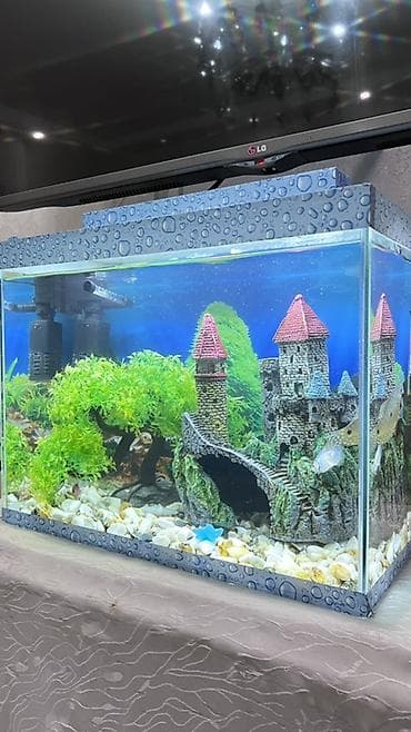 akvarium baliqlari adlari: Akvaryum dəsti – şüşə akvarium və tam qurğu - Ölçü təxmini: orta — 2