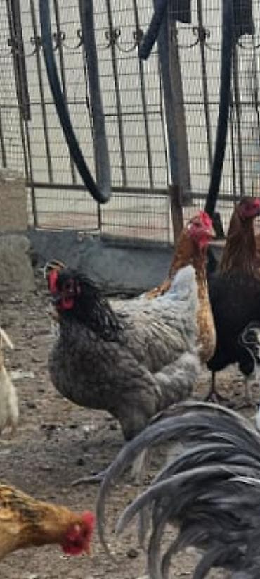 Balıqlar: Məhsul:Avstrolop Mavi rəng çalarlarında ət-yumurta istiqamətli — 2