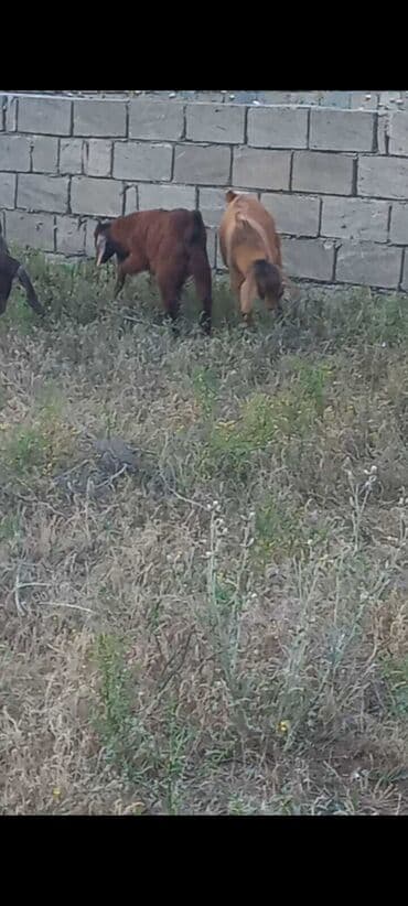 simmental inək cinsi: Dişi, il: 1, Südlük, Ünvandan götürmə — 5