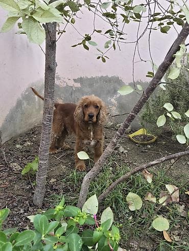 Gəmiricilər: Koker spaniyel — 6